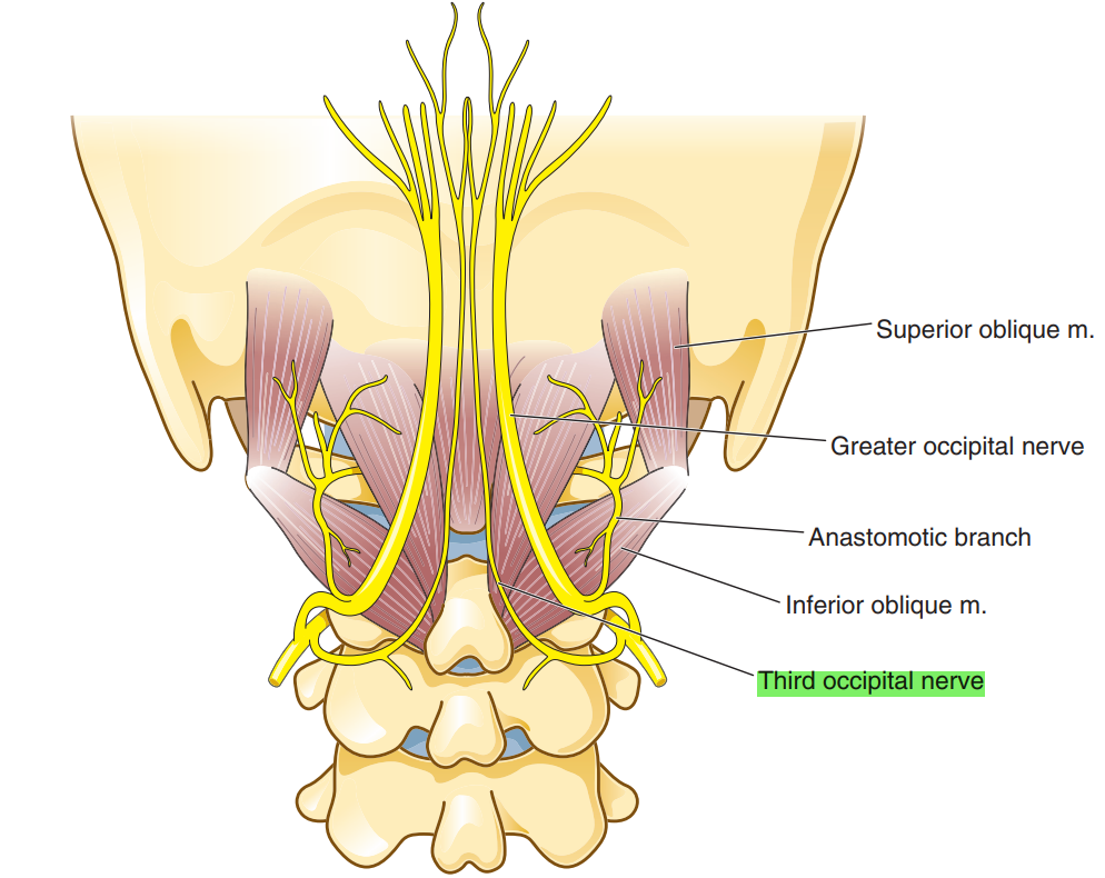 Third occipital(1)