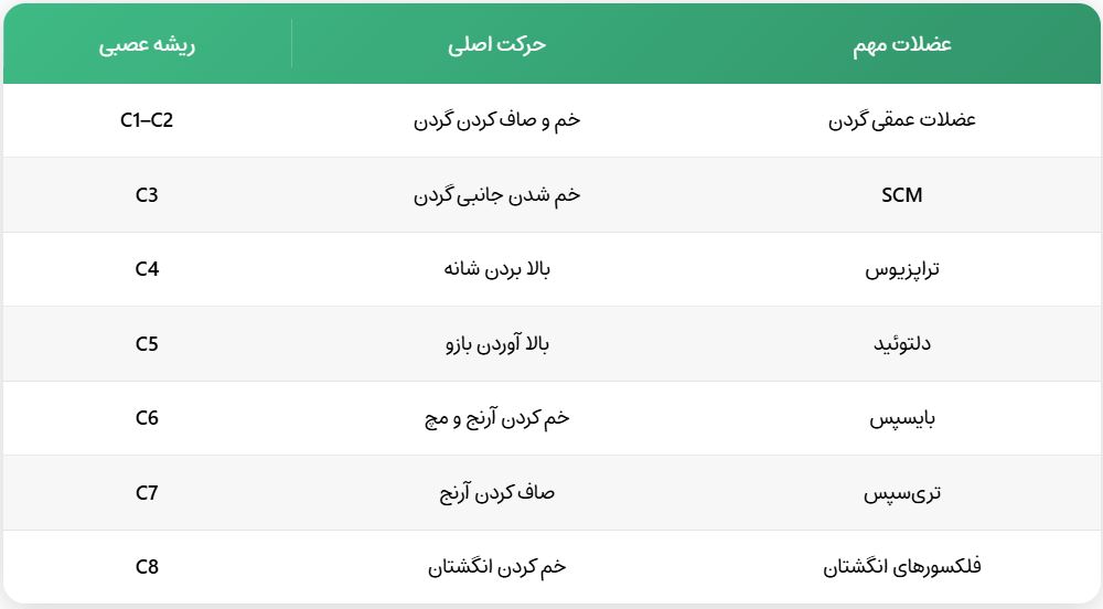 میوتوم‌های گردنی و عملکرد آن‌ها